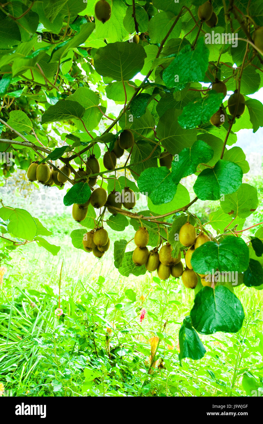 food, aliment, leaf, life, exist, existence, living, lives, live, sweet, Stock Photo