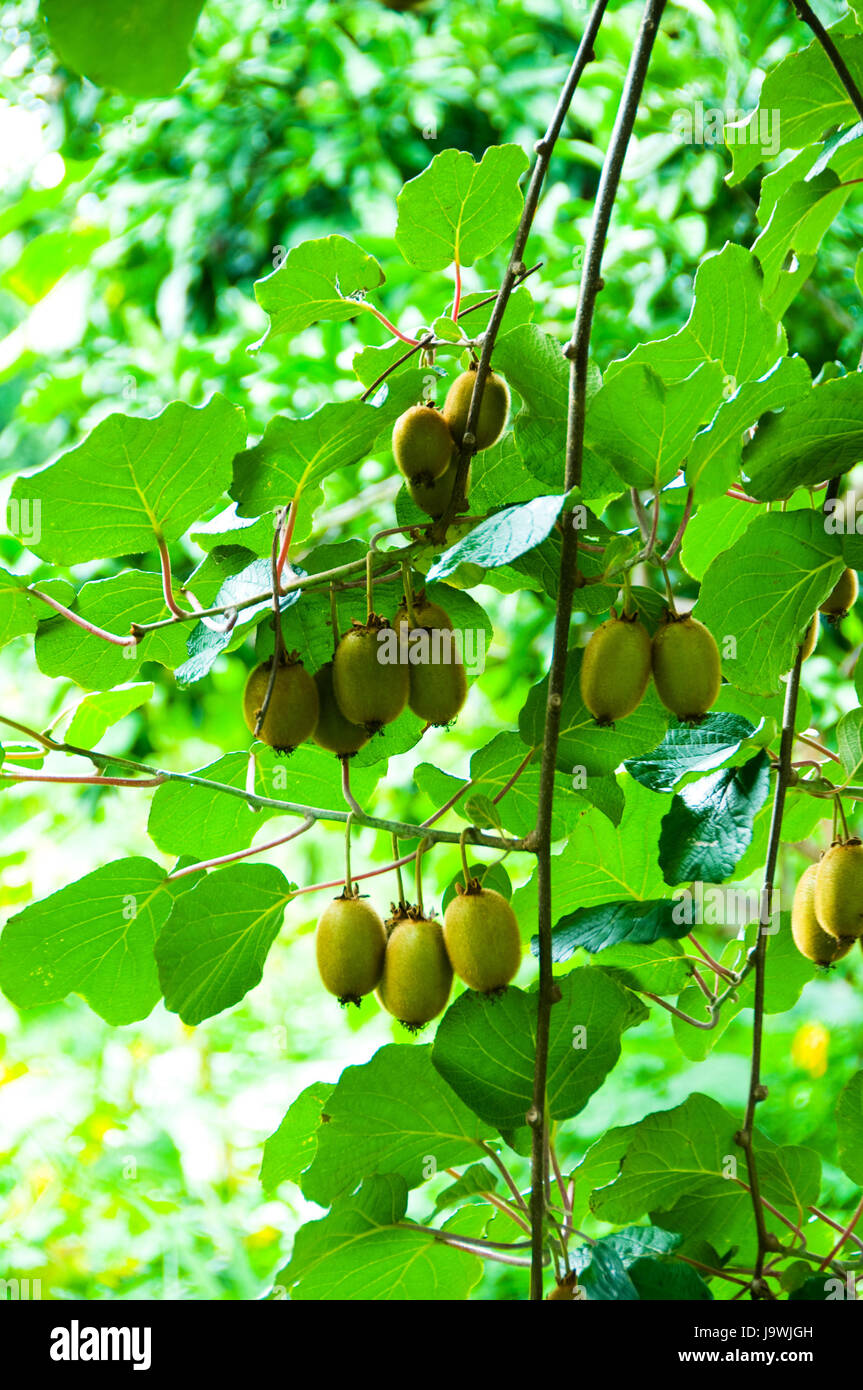 food, aliment, leaf, life, exist, existence, living, lives, live, sweet, Stock Photo