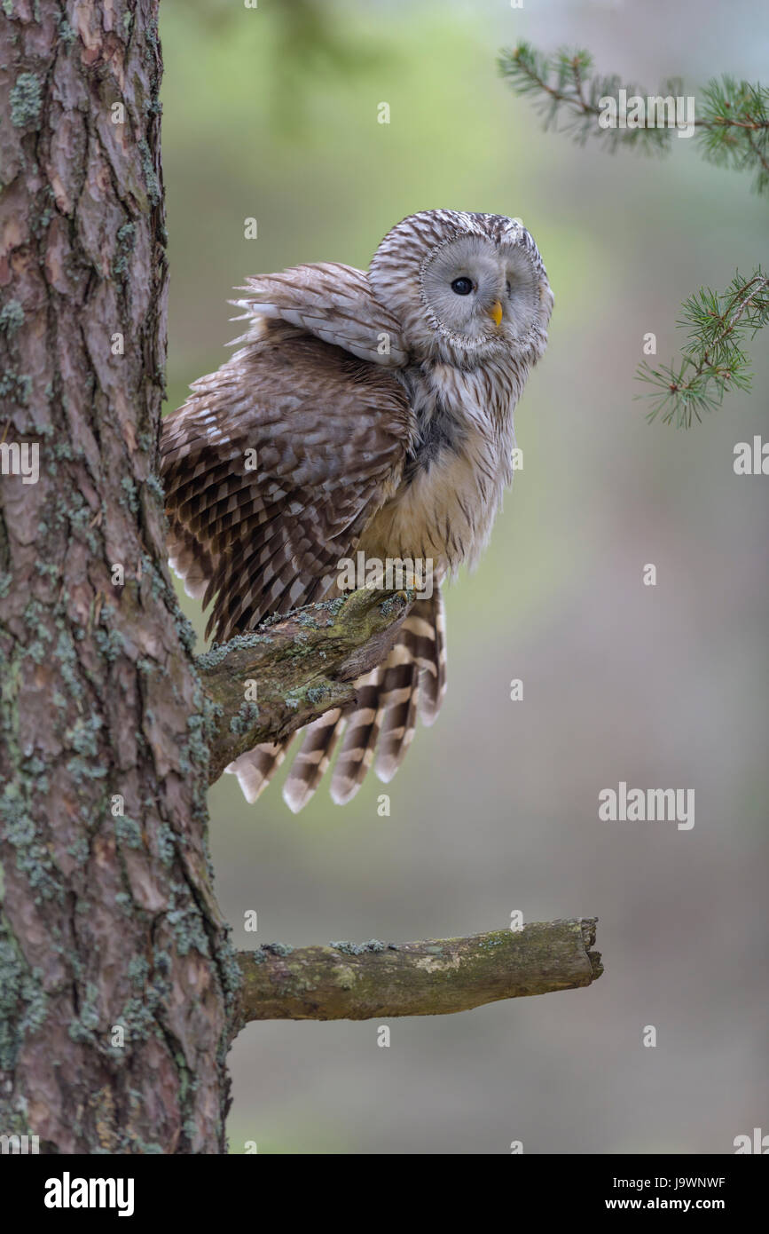 Ural Owl (Strix uralensis), sitting on pine trunk, Bohemian Forest, Czech Republic Stock Photo
