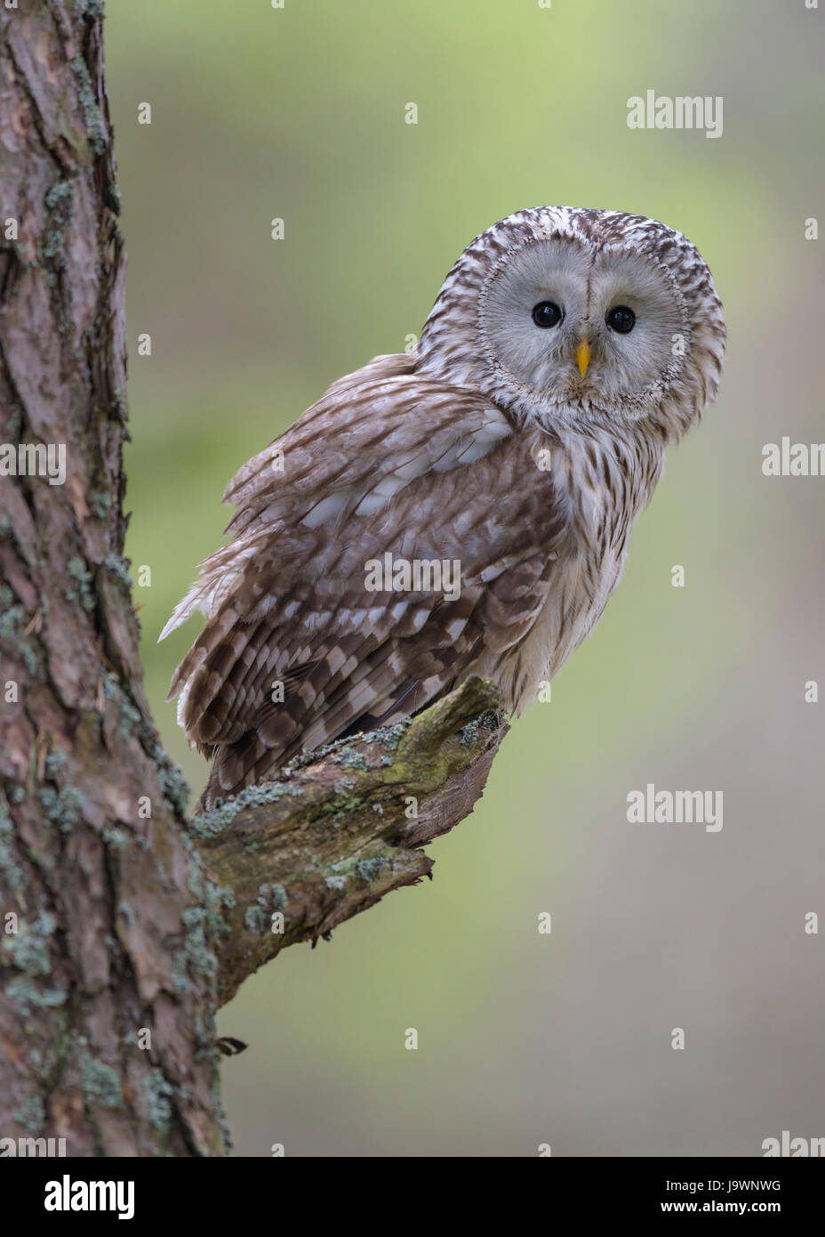 Ural Owl (Strix uralensis), sitting on pine trunk, Bohemian Forest, Czech Republic Stock Photo