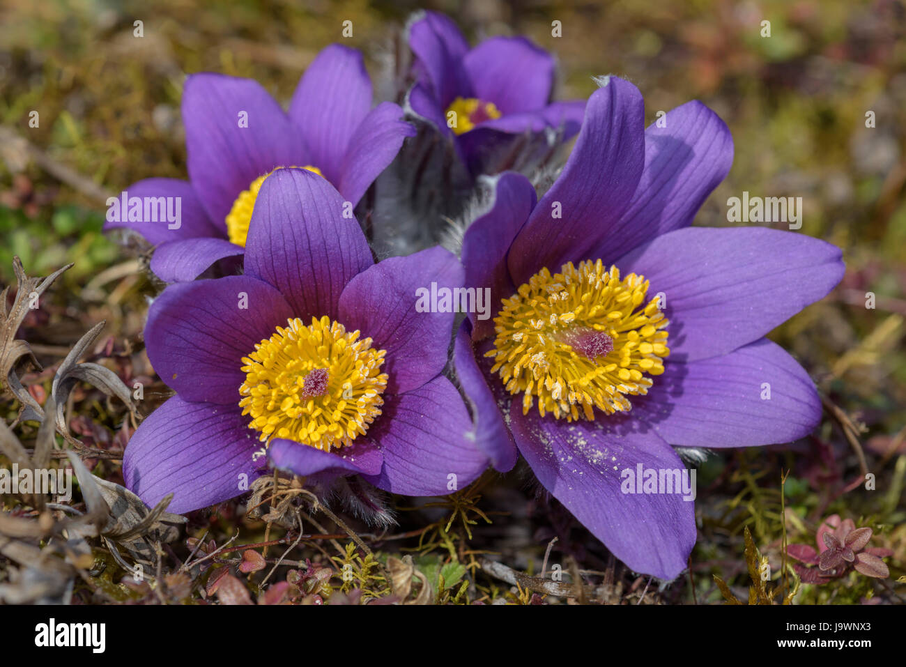 Pasque flower (Pulsatilla vulgaris), dry grassland, Bavaria, Germany Stock Photo