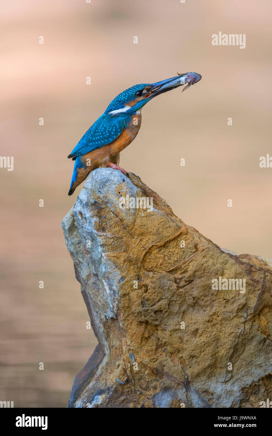 Common kingfisher (Alcedo atthis), sitting on a stone with captured fish in beak, Biosphere Reserve Swabian Alb Stock Photo