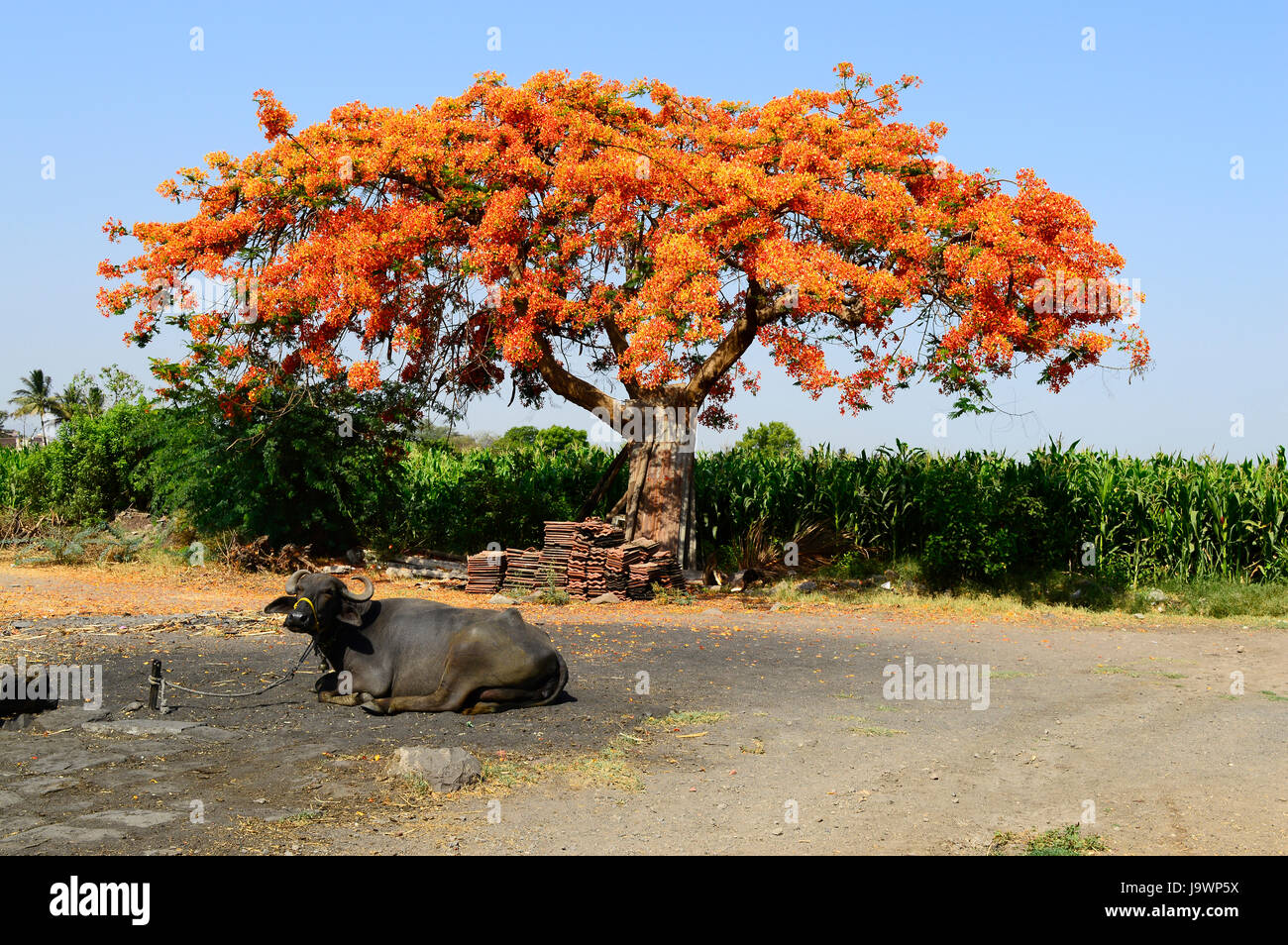 Royal Poinciana Tree (Gulmohar), Delonix regia near Pune, Maharashtra. Stock Photo