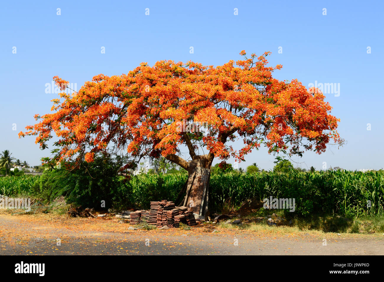 Royal Poinciana Tree (Gulmohar) , Delonix regia near Pune, Maharashtra. Stock Photo