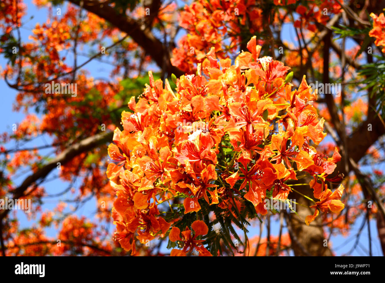 Gulmohar flowers, Delonix regia near Pune, Maharashtra. Stock Photo