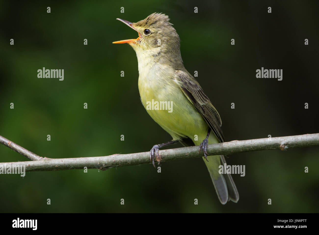 Icterine warbler (Hippolais icterina), male singing on branch, Bavaria, Germany Stock Photo