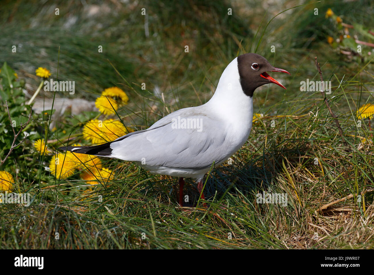 Calling black-headed gull (Larus ridibundus) in breeding plummage ...