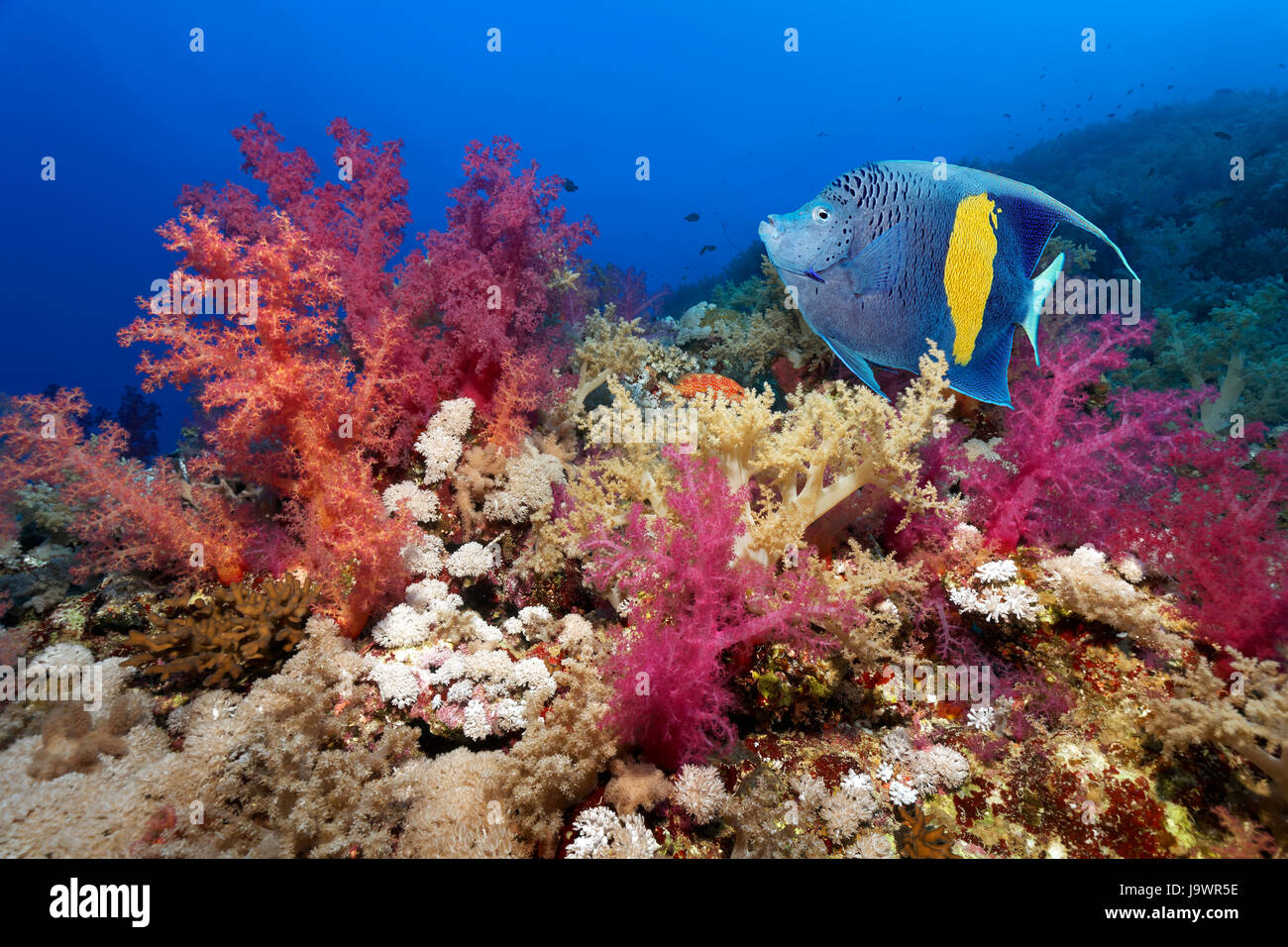Halfmoon angelfish (Pomacanthus maculosus) swimming over coral reef with many soft corals (Dendronephthya klunzingeri), red Stock Photo