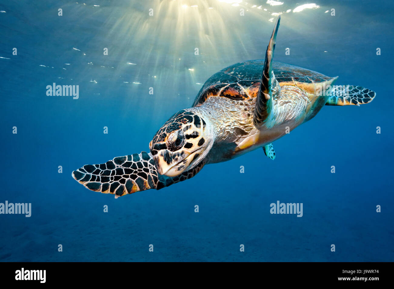 Loggerhead sea turtle (Caretta Caretta), sunlight under the ocean surface, Red Sea, Egypt Stock Photo