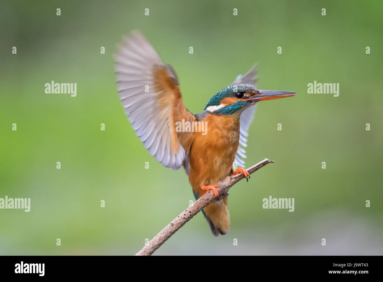 Common kingfisher landing on branch hires stock photography and images