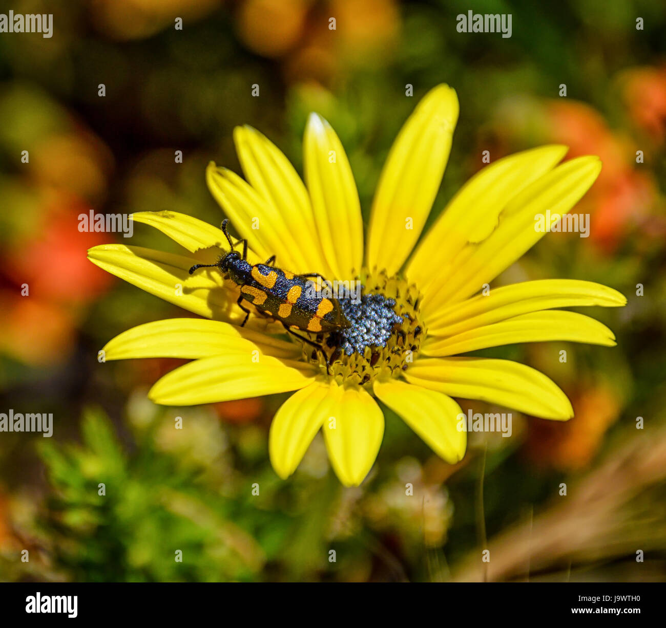 Ceroctis capensis hires stock photography and images Alamy
