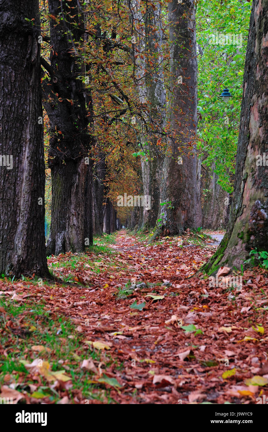 leaf, model, design, project, concept, plan, draft, tree, park, wood ...