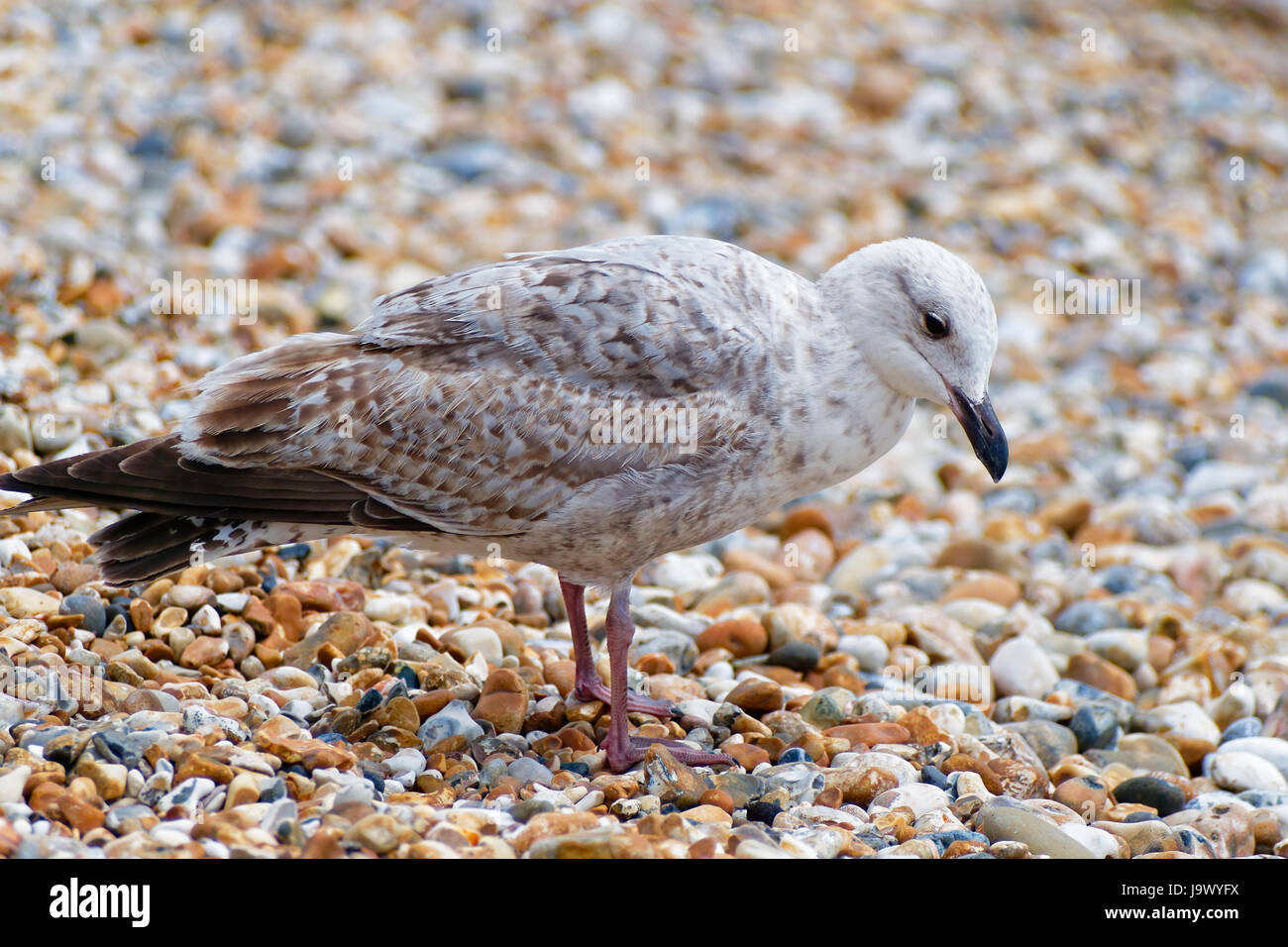 Close up of an immature Herring Gull standing on a shingle beach Stock