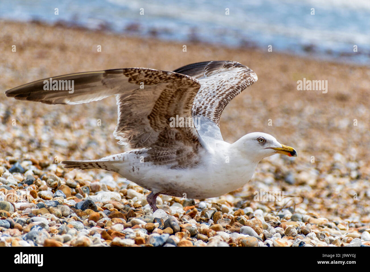 Closeup of a young, immature Herring Gull on a pebble beach, wings