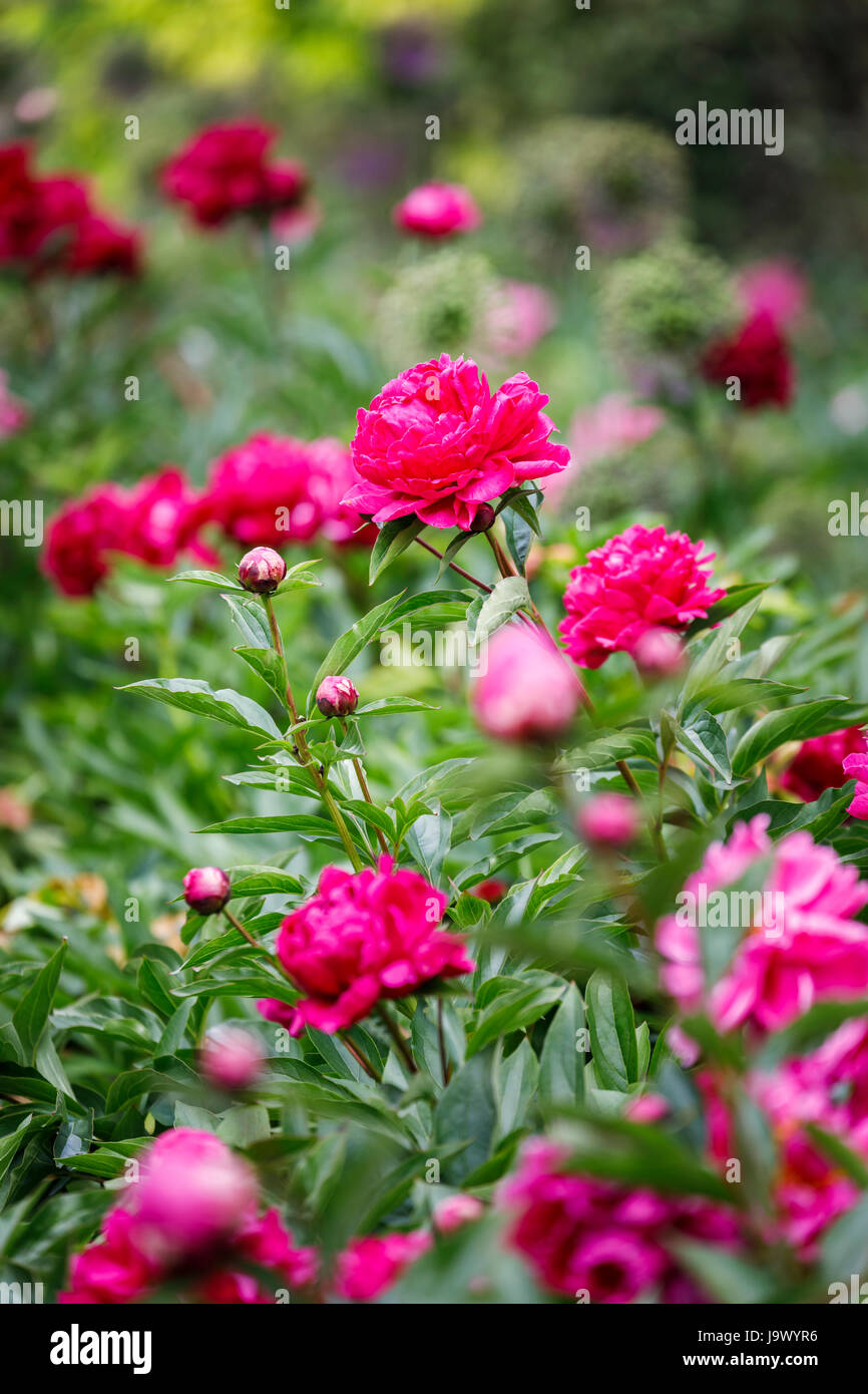 Pink and red peonies (Paeonia lactiflora) growing in an English ...
