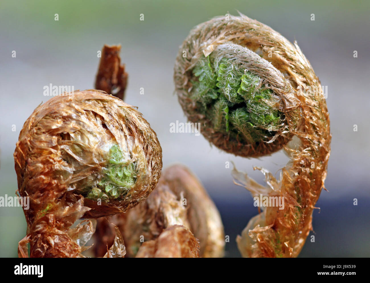 development [young fronds] Stock Photo - Alamy