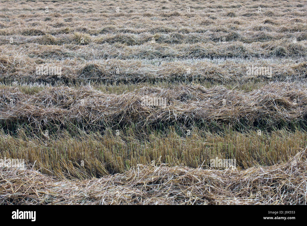 agriculture, farming, field, grain, wheat, combine harvester, hay
