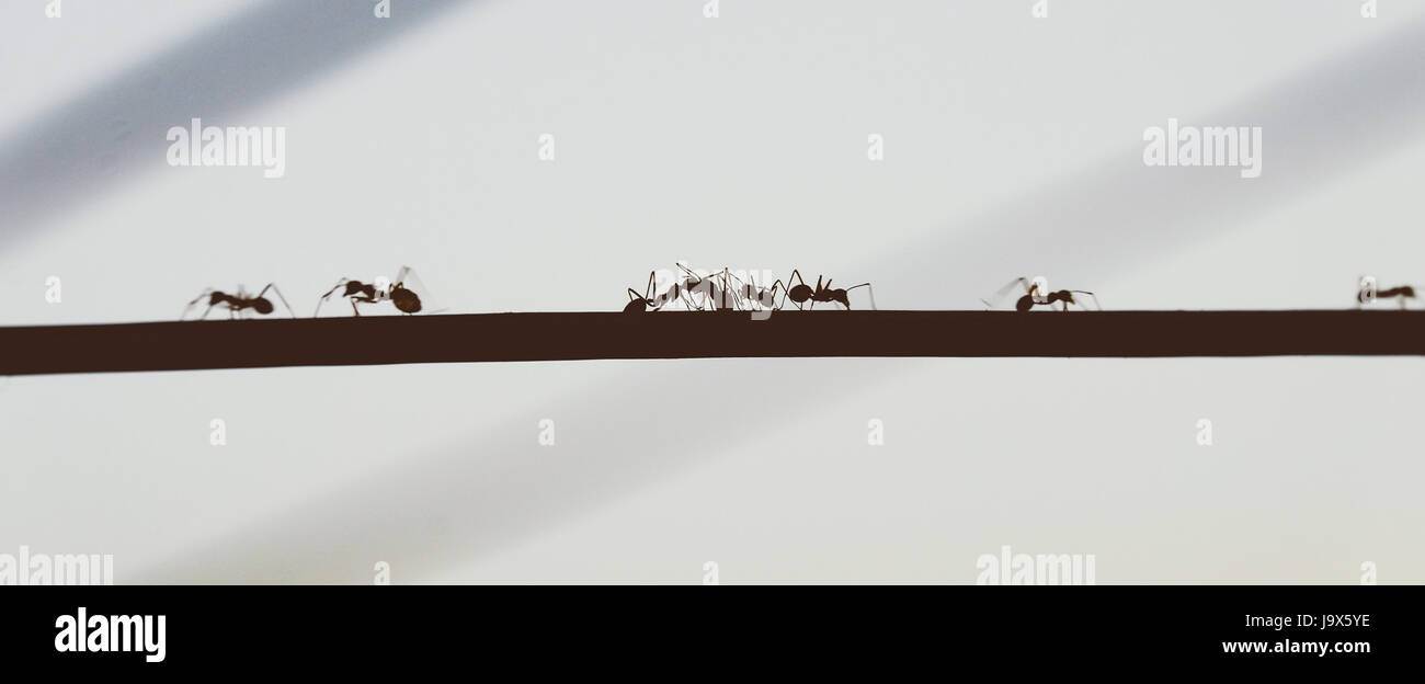 Ants on the cable wire Stock Photo Alamy
