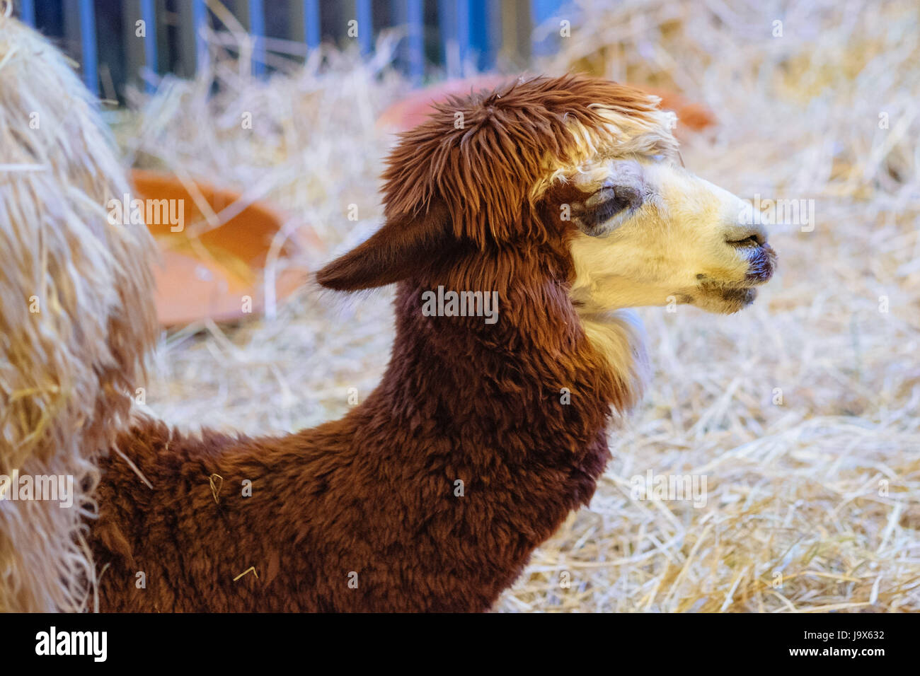 Brown alpaca sitting on the straw Stock Photo Alamy