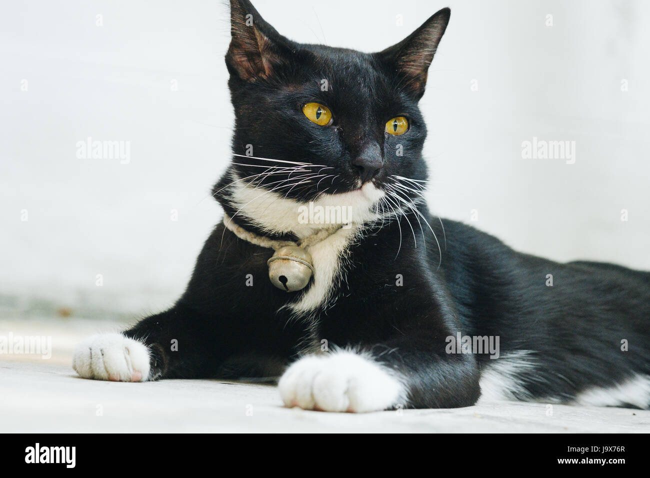 Black cat sitting on the concrete floor Stock Photo - Alamy