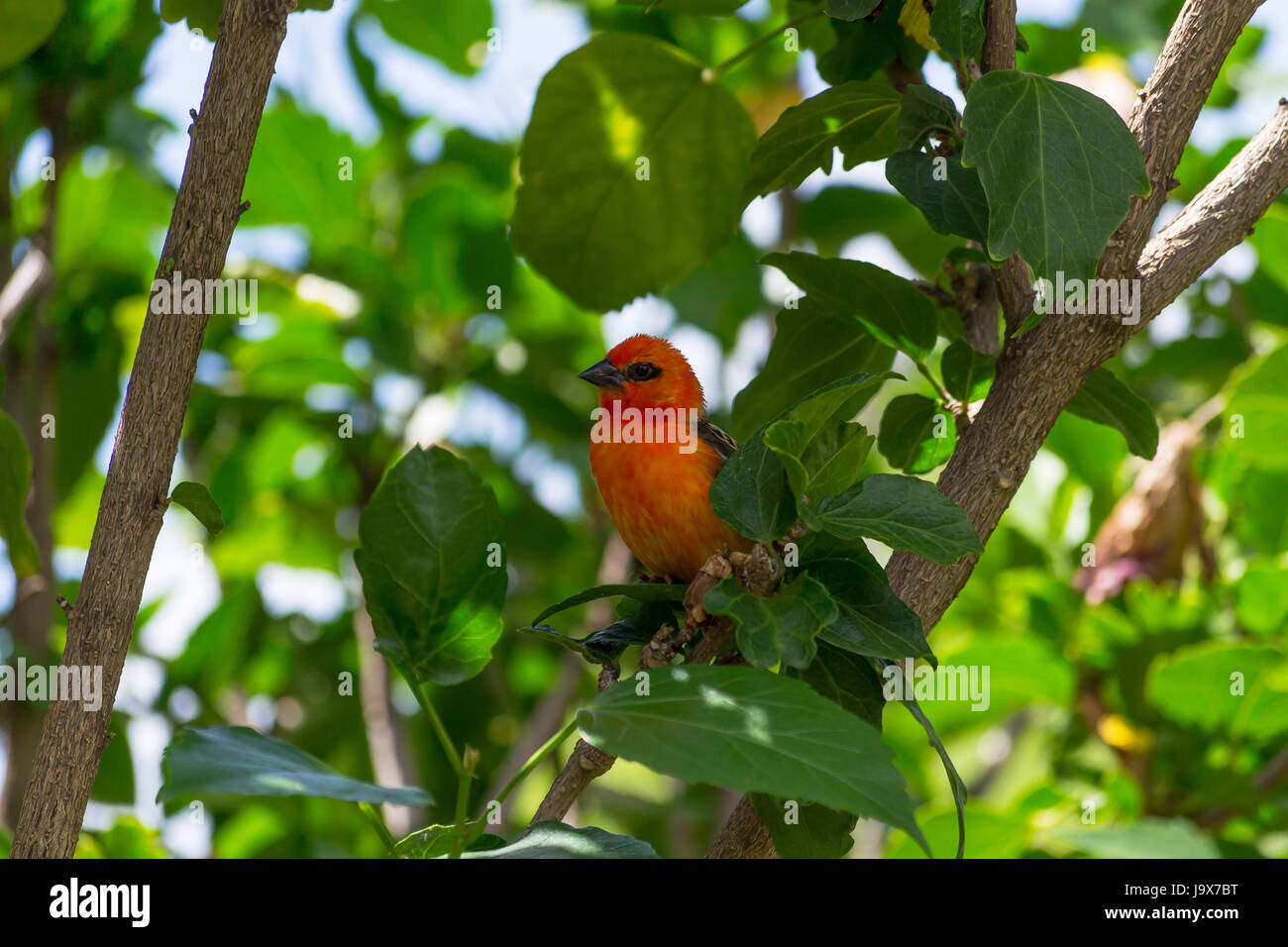 Little red fody bird spying Stock Photo