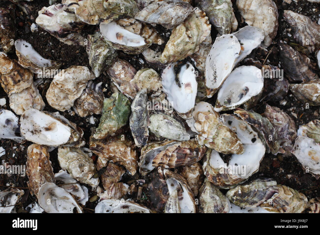 Mussels as floor covering Stock Photo
