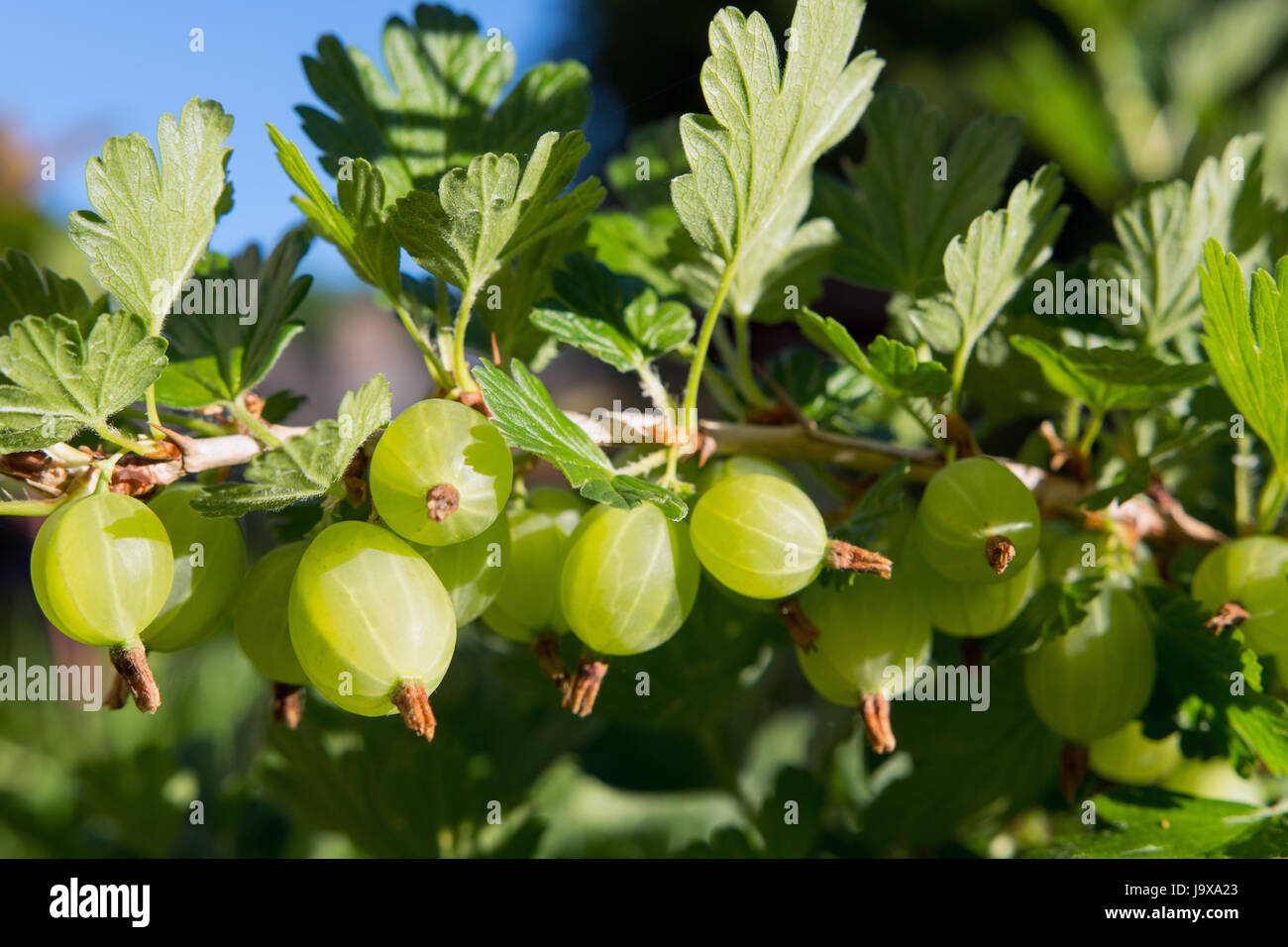 Gooseberry thorn hi-res stock photography and images - Alamy