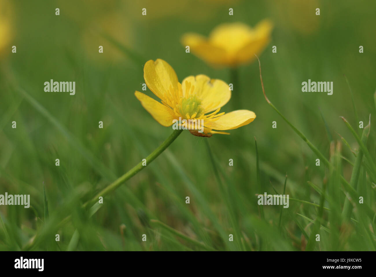 Yellow Creeping Buttercup Flower, Ranunculus repens, blooming in the summer sun on a natural green grass background. Stock Photo