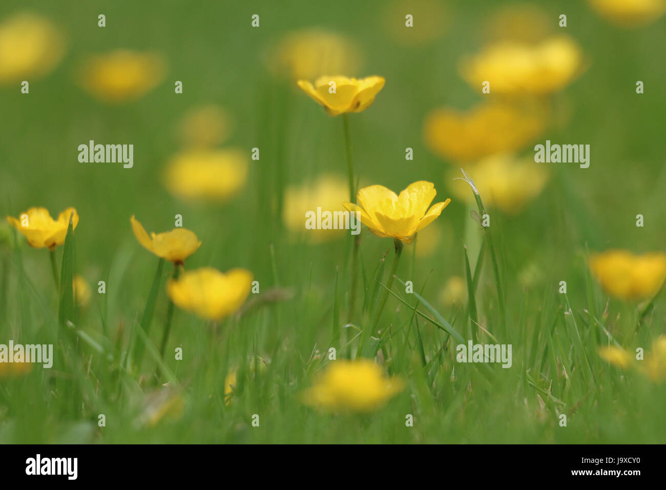 Yellow Creeping Buttercup Flowers, Ranunculus repens, blooming in the summer sun on a natural green grass background. Stock Photo