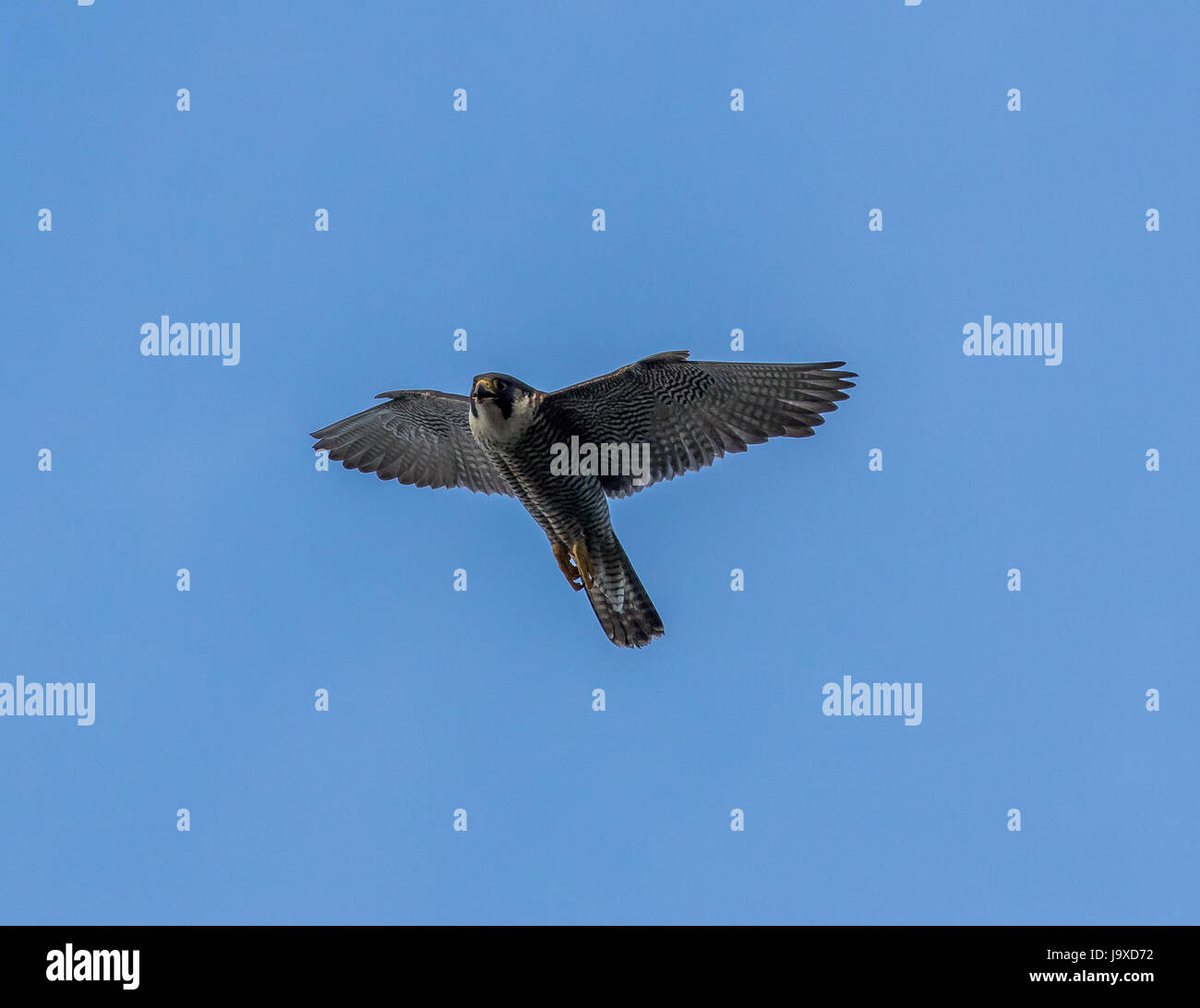 Peregrine Falcon Stock Photo