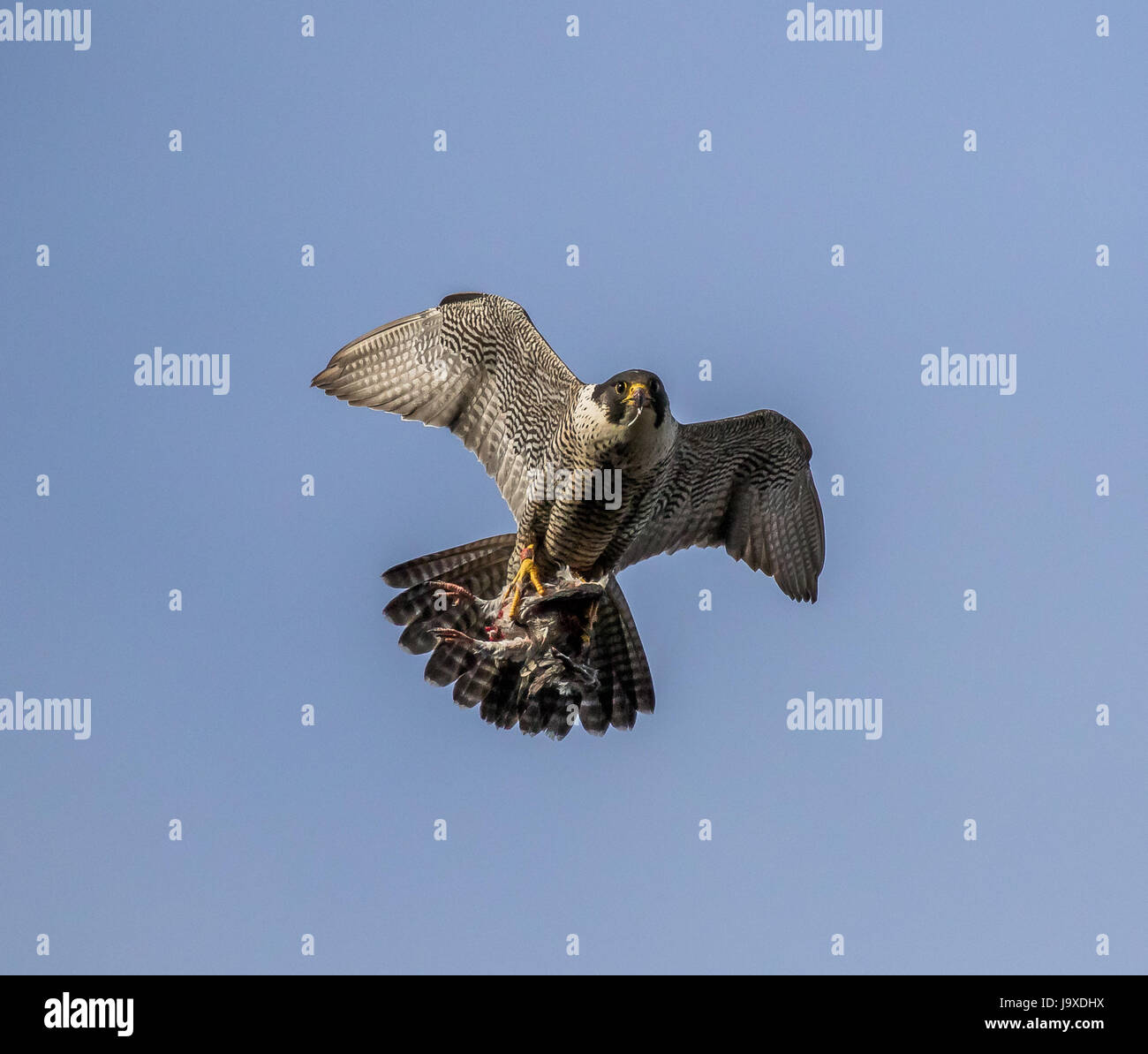 Peregrine Falcon Stock Photo