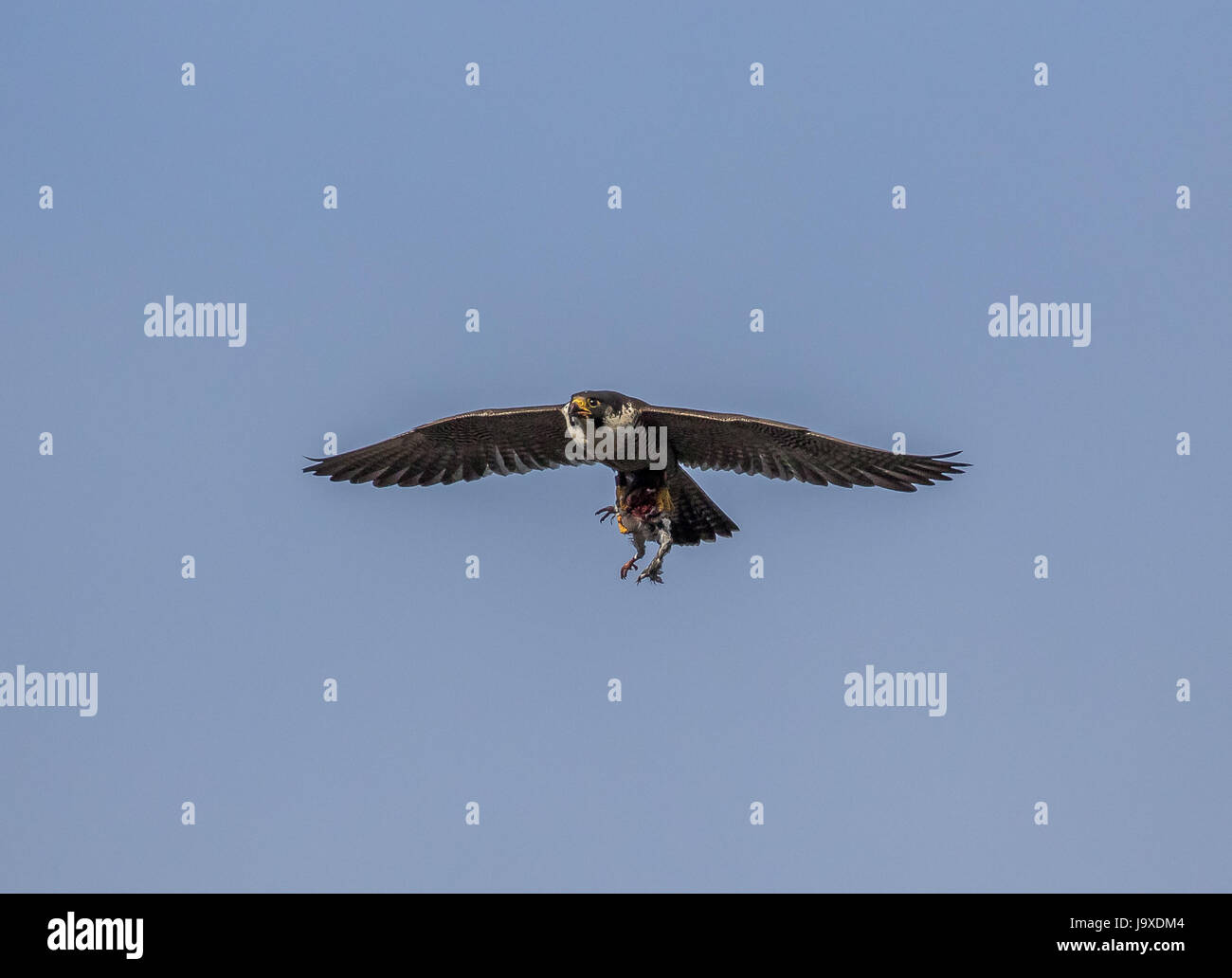 Peregrine Falcon Stock Photo