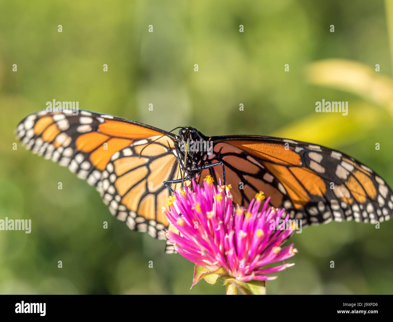 monarch butterfly (Danaus plexippus) is a milkweed butterfly (subfamily Danainae) in the family Nymphalidae Stock Photo