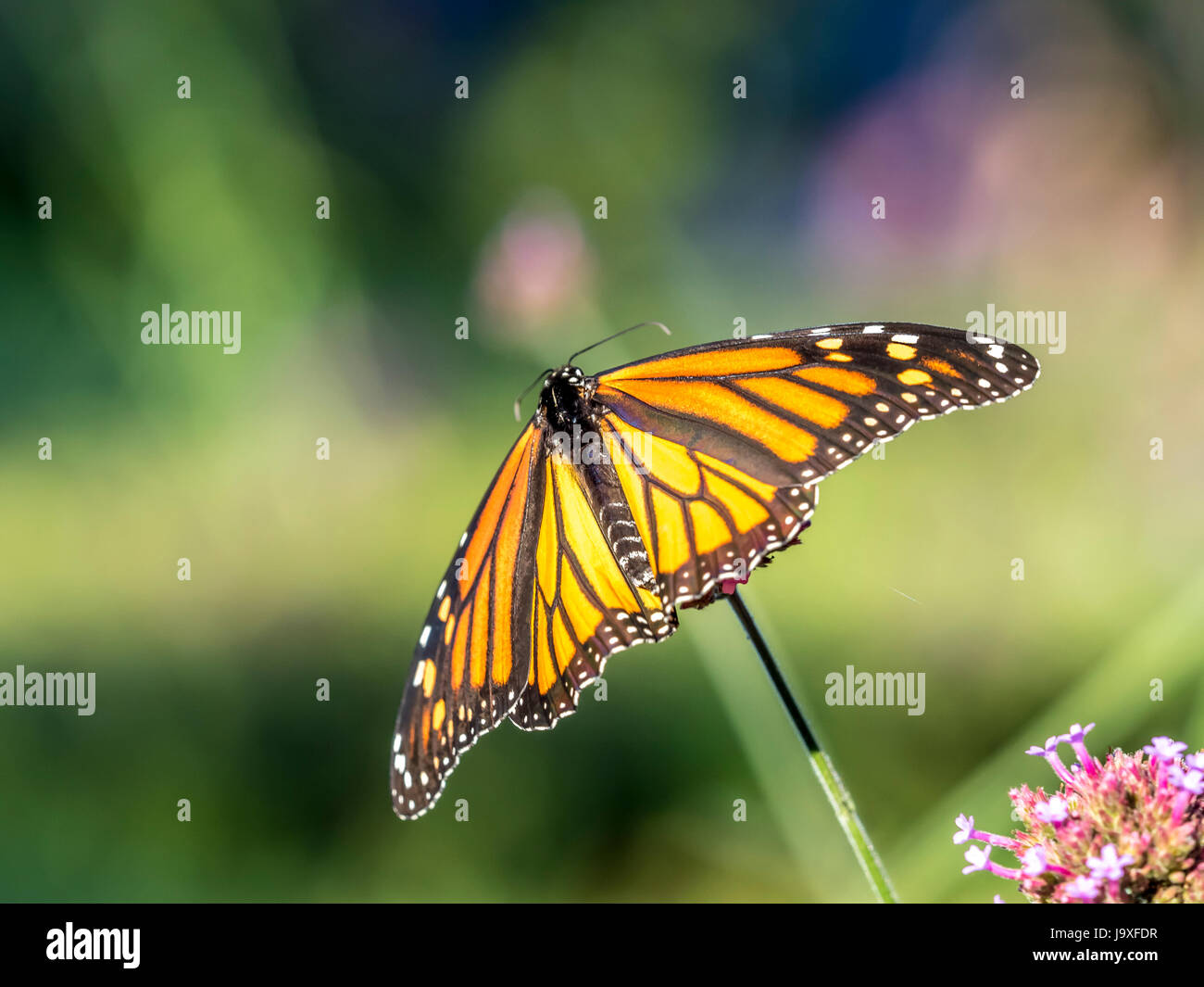 monarch butterfly (Danaus plexippus) is a milkweed butterfly (subfamily Danainae) in the family Nymphalidae Stock Photo