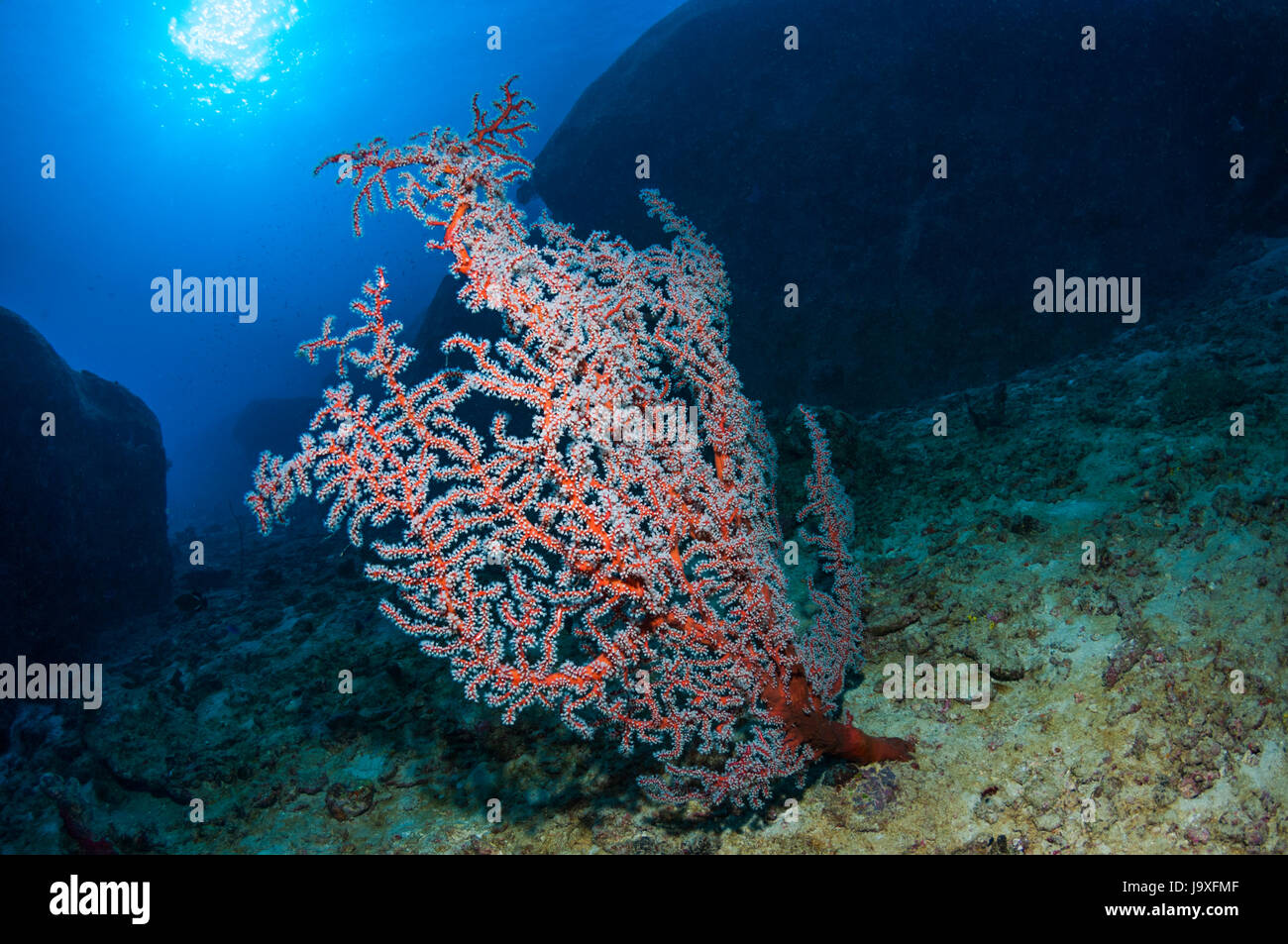 Gorgonian coral [Melthaea sp.].  Andaman Sea, Thailand Stock Photo