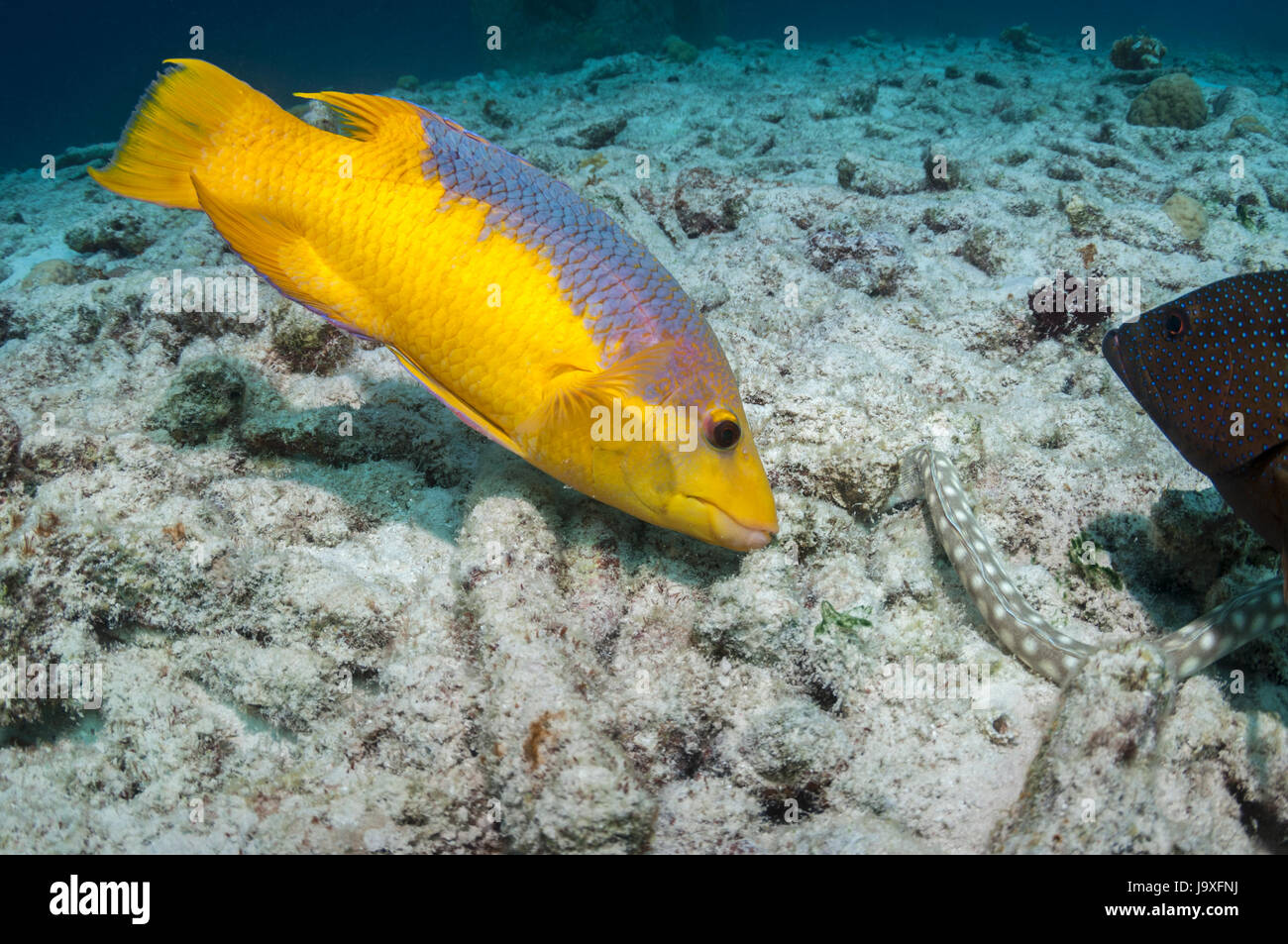 Spanish hogfish (Bodianus rufus) closely watching and following a hunting Sharptail eel (Myrichthys breviceps).  Bonaire, Netherlands Antilles, Caribb Stock Photo