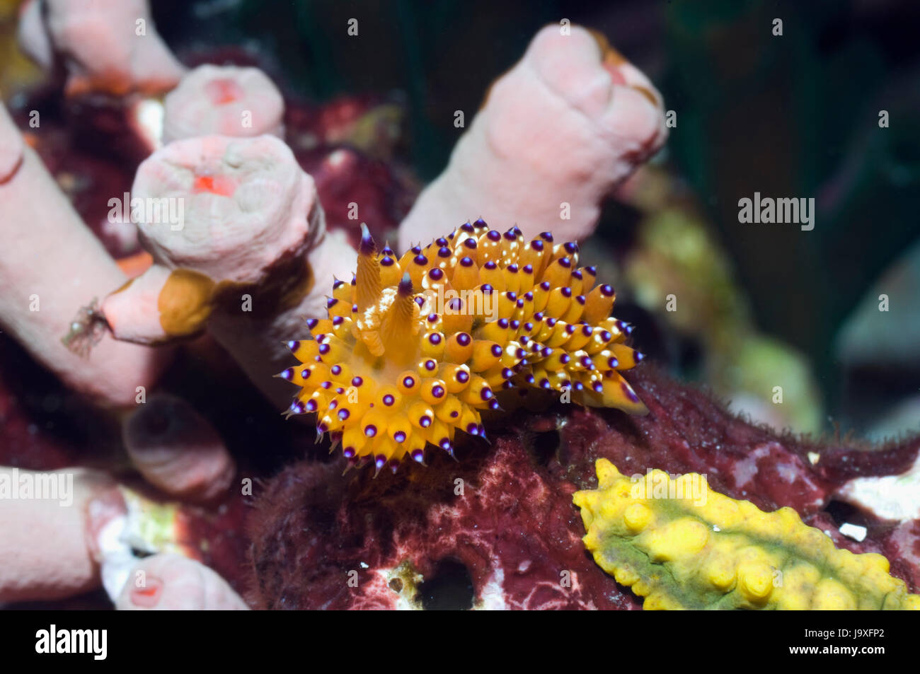 Nudibranch: Janolus sp.  Rinca, Indonesia. Stock Photo