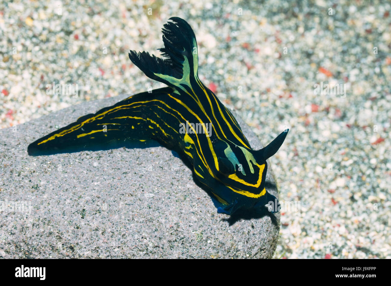 Nudibranch: Roboastra luteolineata.  This nudibranch actively hunt and feed on other nudibranchs.  Rinca, Indonesia. Stock Photo