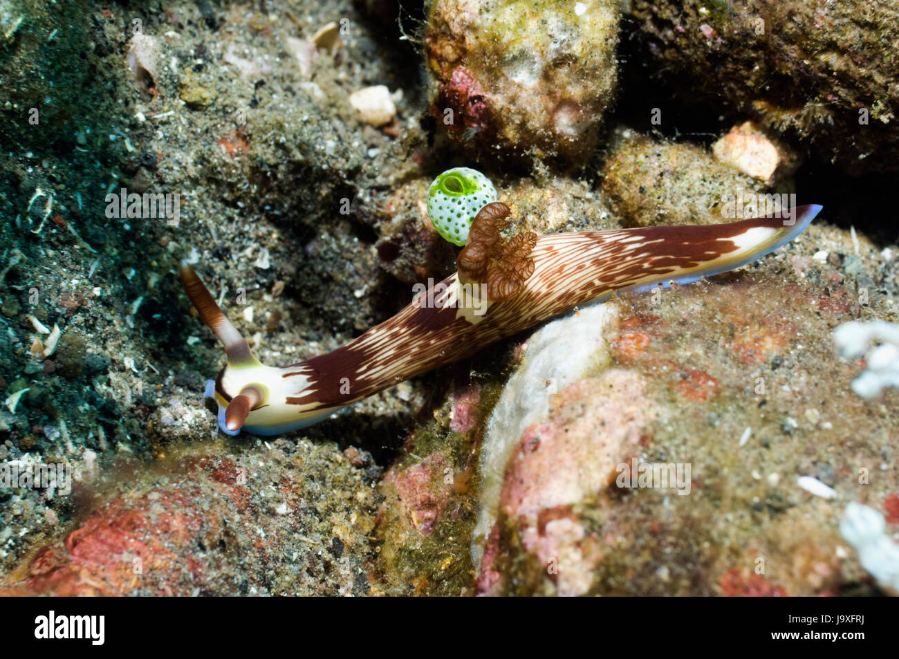 Nudibranch - Nembrotha lineolata.  Superfamily Phanerobrancia, Family Polyceridae, subfamily Nembrothhinae.  Rinca, Komodo National Park, Indonesia.   Stock Photo