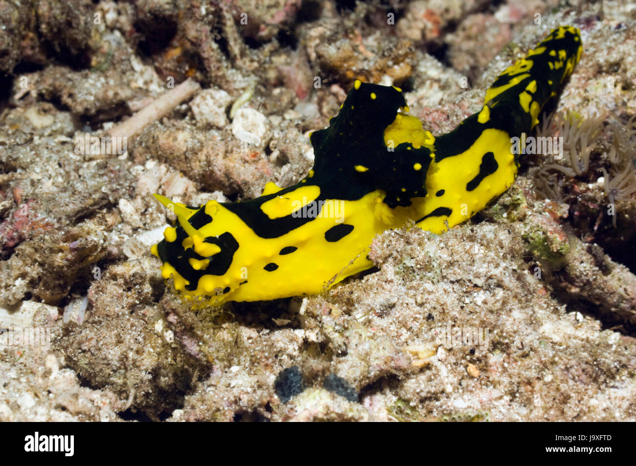 Nudibranch - Notodoris gardineri.  Raja Ampat, Indonesia. Stock Photo