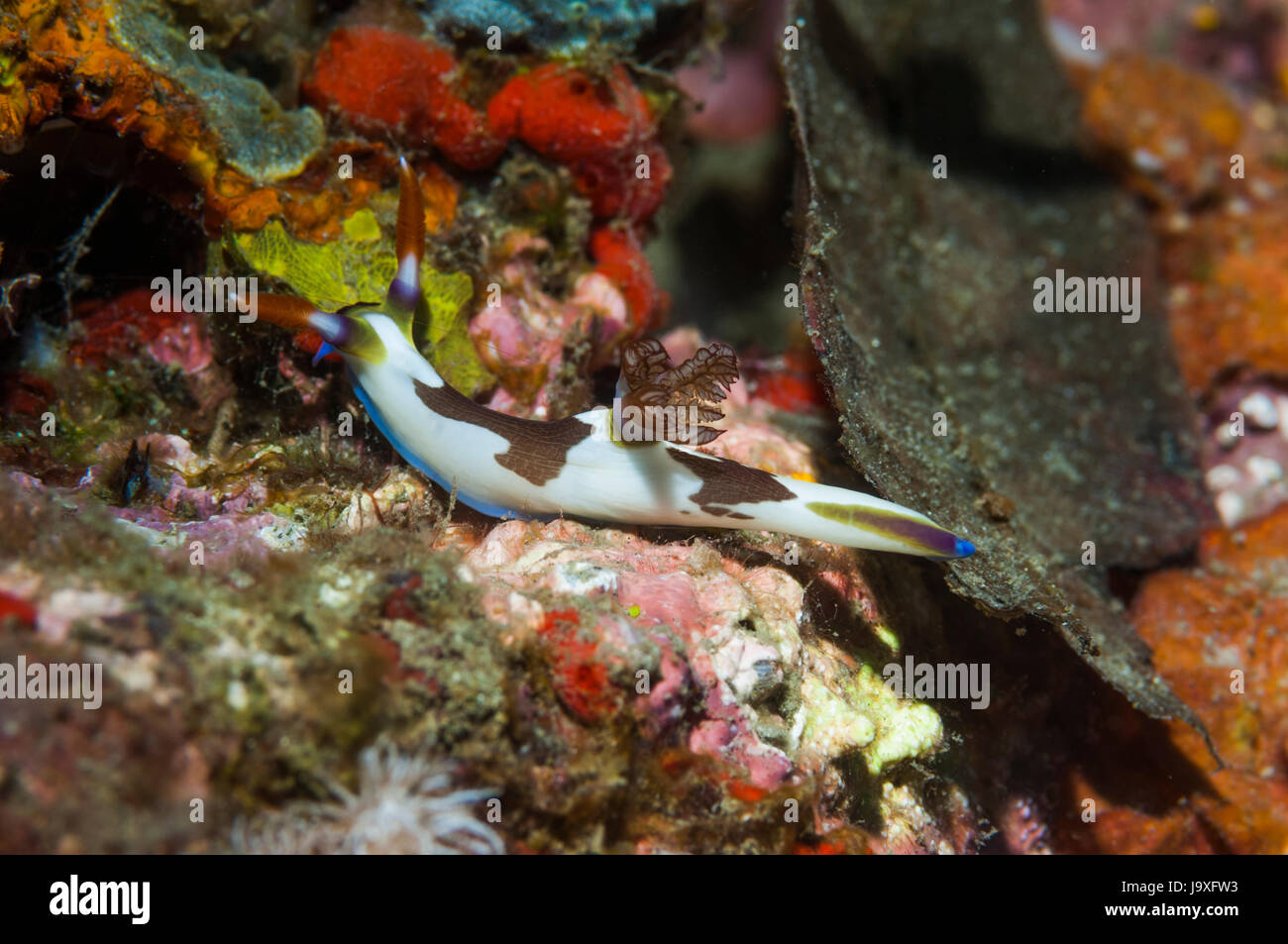 Nudibranch - Nembrotha rutilans.  Lembeh Strait, North Sulawesi, Indonesia. Stock Photo