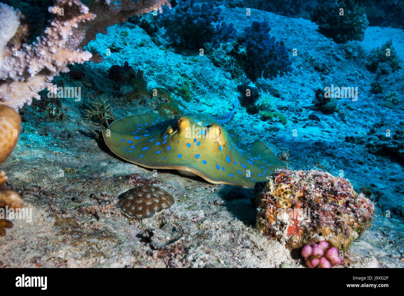 Bluespotted ribbon ray [Taeniura lymna]. Egypt, Red Sea Stock Photo - Alamy