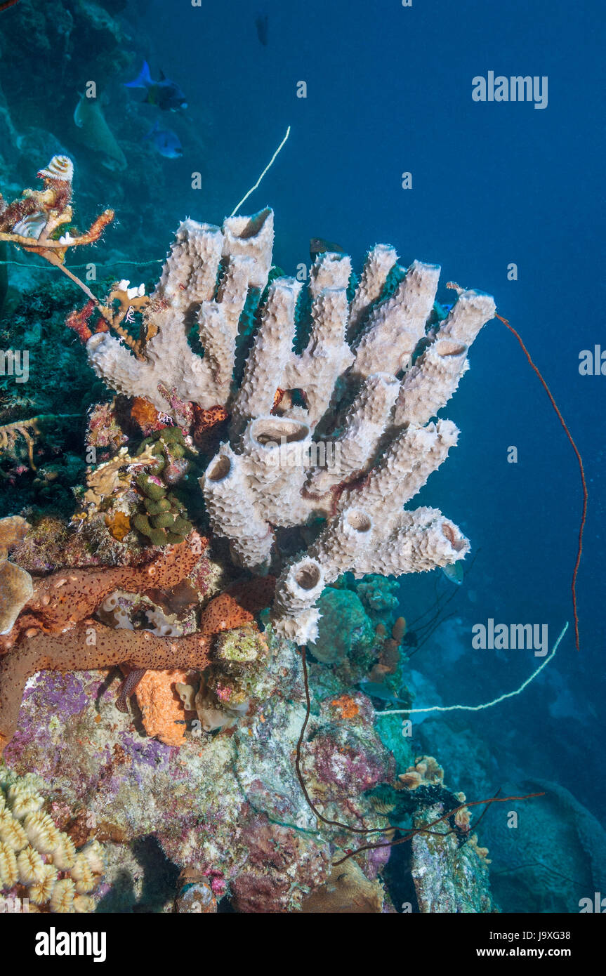 Branching vase sponge (Callyspongia vaginalis).  Bonaire, Netherlands Antilles, Caribbean, Atlantic Ocean. Stock Photo