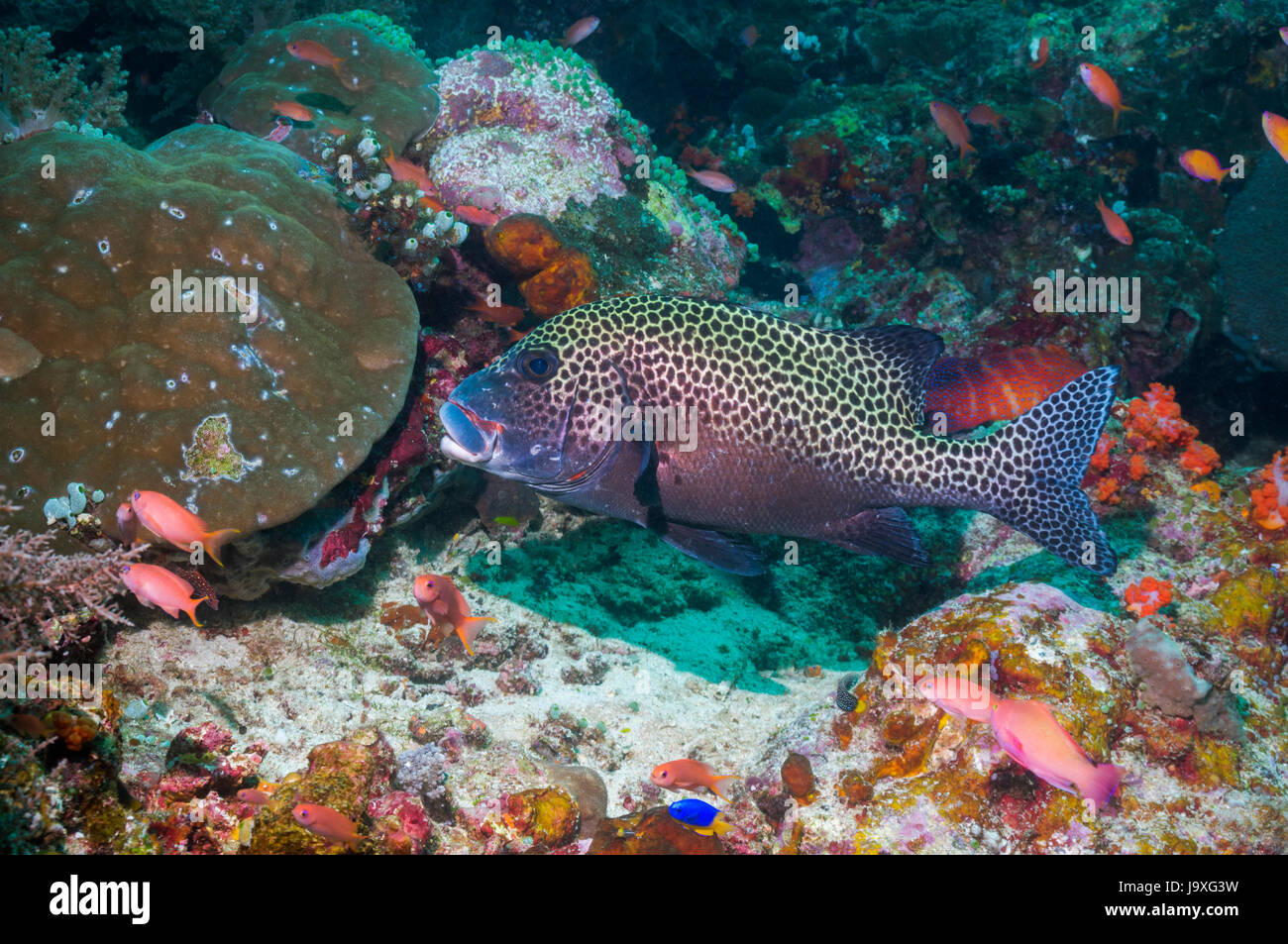 Harlequin sweetlips [Plectorhinchus chaetodonoides].  Indonesia. Stock Photo