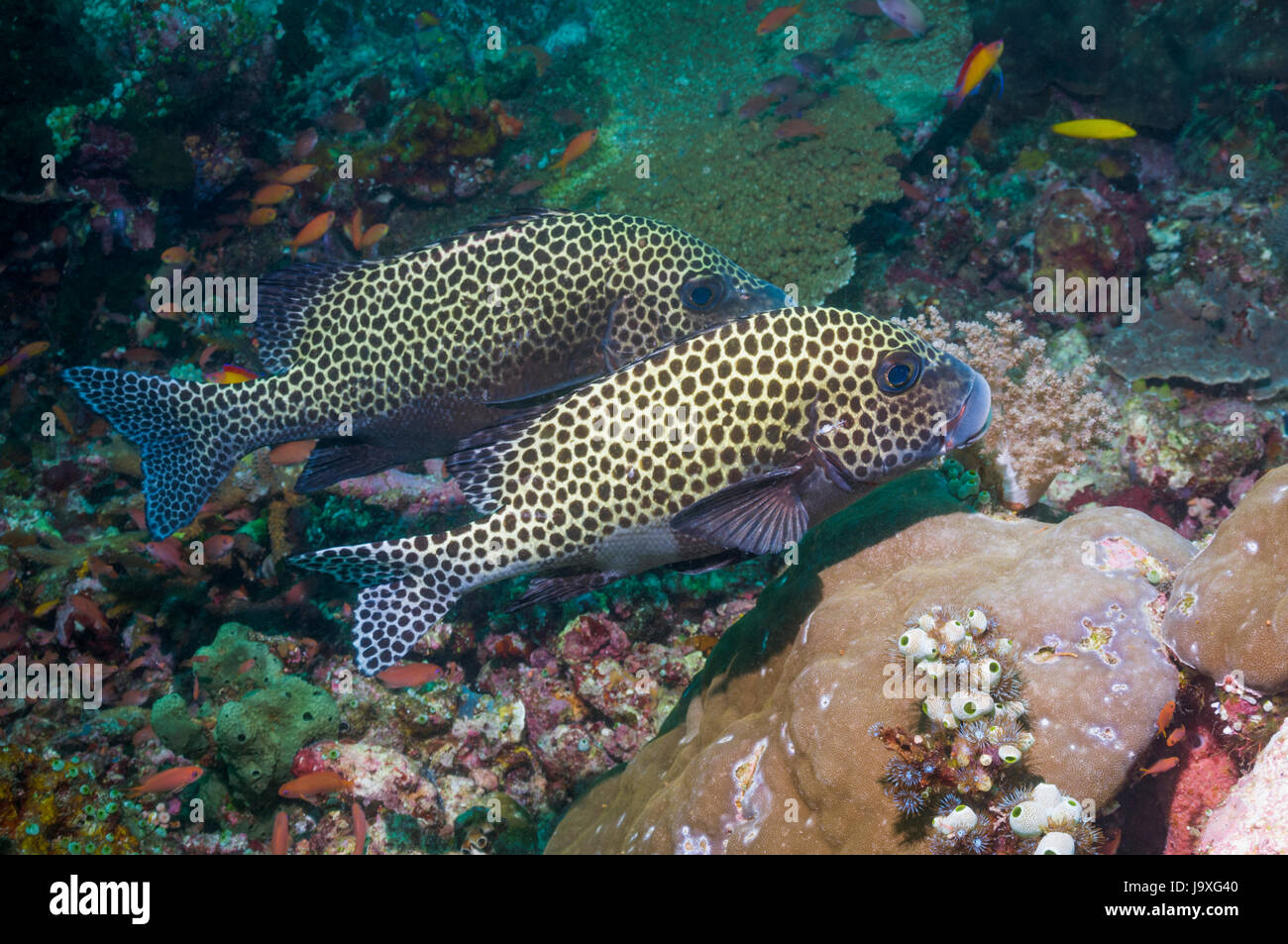 Harlequin sweetlips [Plectorhinchus chaetodonoides].  Indonesia. Stock Photo