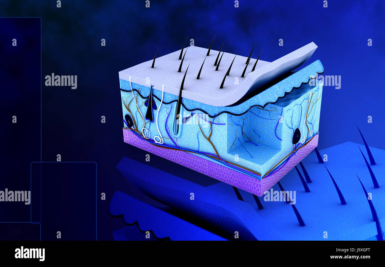 Skin Science Visual education, medicinally, medical, graphics, colour, science, skin, human ...