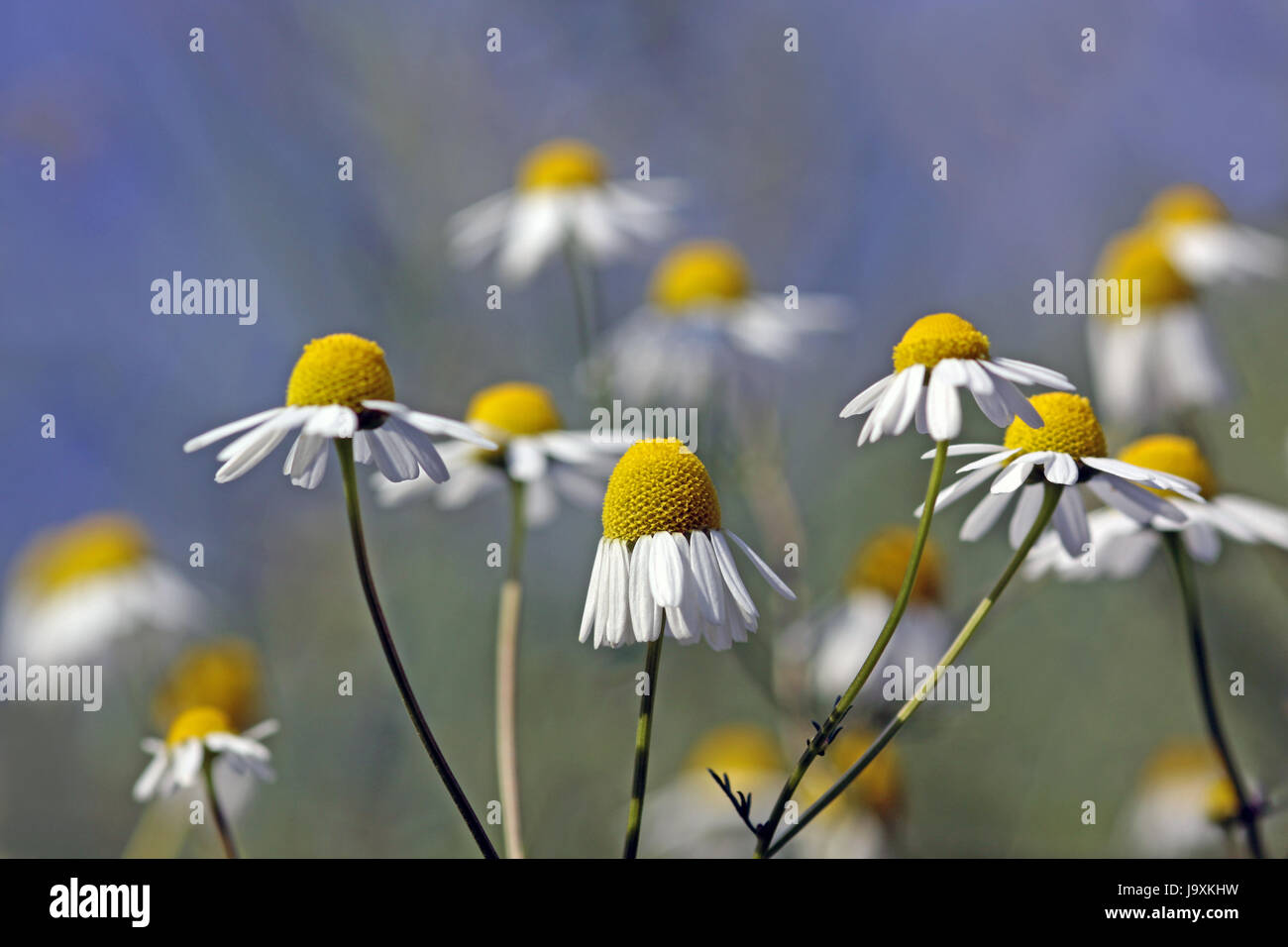true, camomile, flora, botany, blank, european, caucasian, blossoms, true, Stock Photo