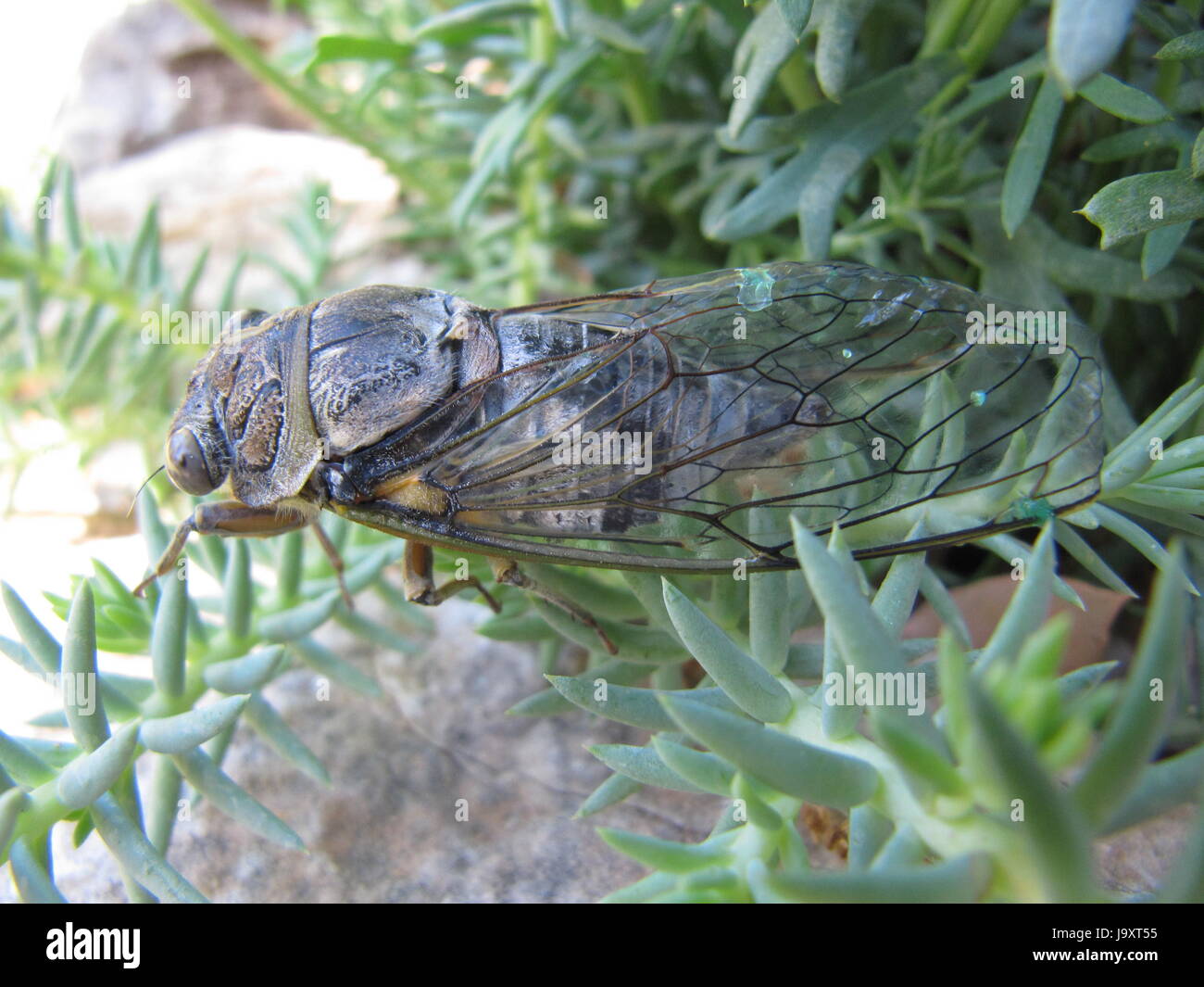 insect, summer, summerly, hot, france, loud, south, chant, life feeling, Stock Photo