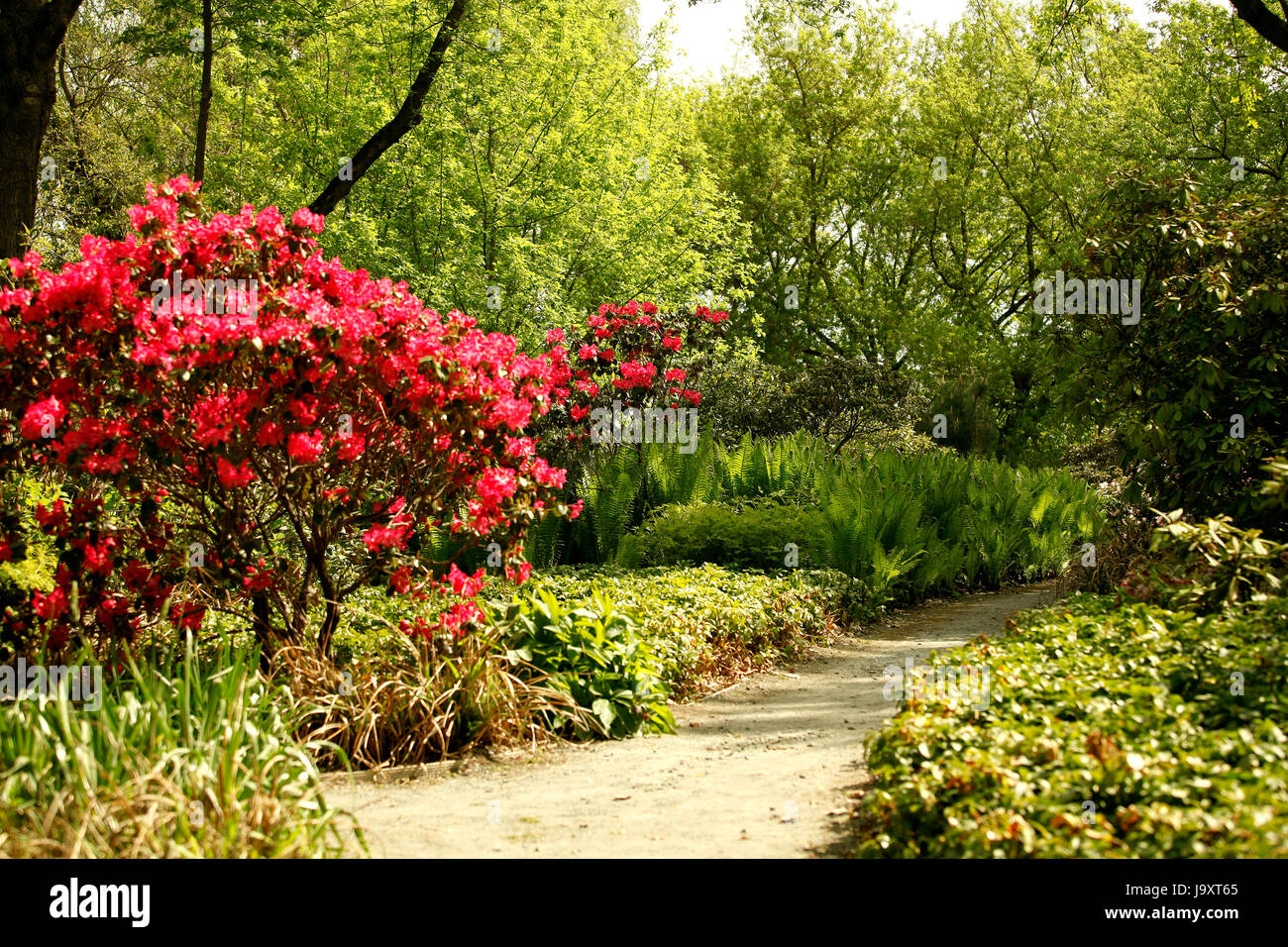 pink flowers in the park Stock Photo Alamy