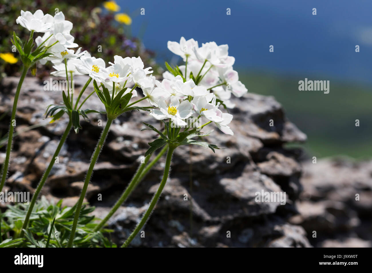 narcissus anemone (anemone narcissiflora) Stock Photo